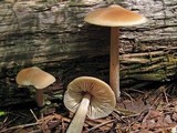 Entoloma strictius image