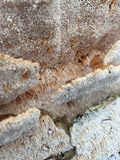 Trametopsis cervina image