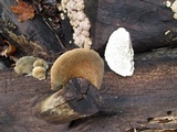 Postia livens image