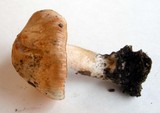 Inocybe whitei image