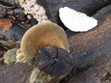 Postia livens image