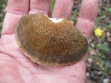 Postia livens image
