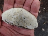 Postia livens image