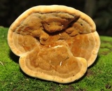 Onnia tomentosa image