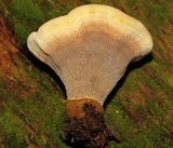 Onnia tomentosa image