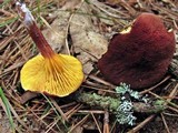 Phylloporus rhodoxanthus image