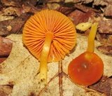 Humidicutis marginata var. olivacea image
