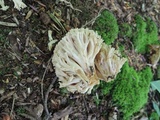 Ramaria pallida image