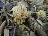 Ramaria flaccida image