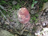 Russula vinosobrunnea image