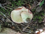 Russula vinosobrunnea image