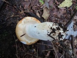Russula paludosa image