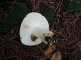 Russula paludosa image