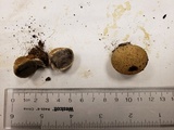 Scleroderma areolatum image