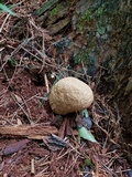 Scleroderma areolatum image