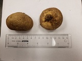 Scleroderma areolatum image