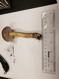 Tylopilus felleus image