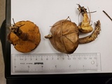 Suillus salmonicolor image