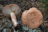 Lactarius vinaceorufescens image