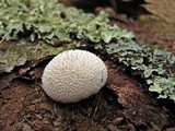 Lycoperdon curtisii image