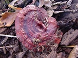 Ganoderma sessile image