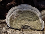 Trametes gibbosa image