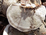 Trametes gibbosa image