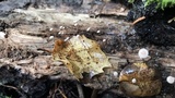 Gymnopus quercophilus image
