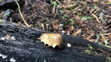 Gymnopus quercophilus image