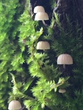 Mycena corticola image