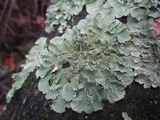 Flavopunctelia flaventior image