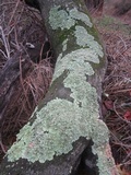 Flavopunctelia flaventior image