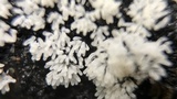 Ceratiomyxa fruticulosa var. fruticulosa image