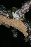 Hydnoporia olivacea image