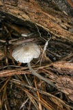 Mycena clavicularis image