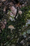Mycena corticola image