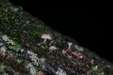 Mycena corticola image