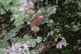 Mycena corticola image