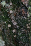 Mycena corticola image