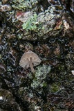 Mycena corticola image