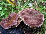 Ganoderma sessile image