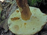 Xanthoconium affine image