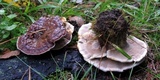 Ganoderma sessile image