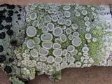 Image of Ochrolechia mexicana