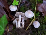 Inocybe ionocephala image