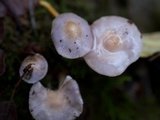 Inocybe ionocephala image