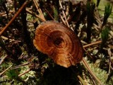 Coltricia cinnamomea image