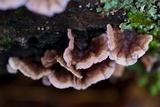Chondrostereum purpureum image