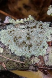 Physcia aipolia image