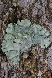 Parmotrema perlatum image